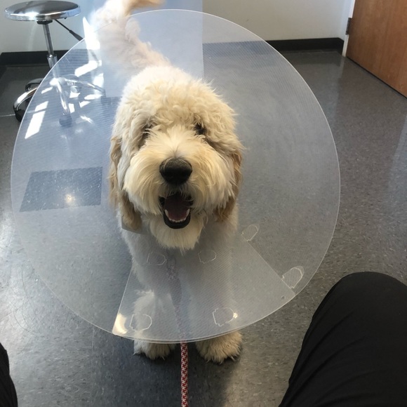 Meet your Posher, Ty - Picture 1 of 1